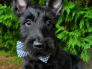 Scottish Terrier dogs Lochlan - Ad 6