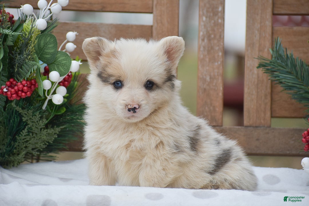 Welsh Corgi Pembroke dogs for sale: Maaleck - Ad 1