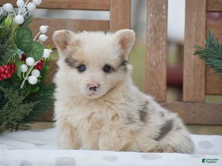 Welsh Corgi Pembroke dogs Maaleck - Ad 23
