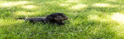 Miniature Dachshund dogs for sale: Bella  - Ad 14