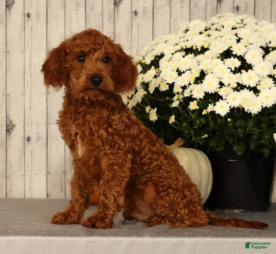 Miniature Poodle dogs for sale: Jake - Ad 2
