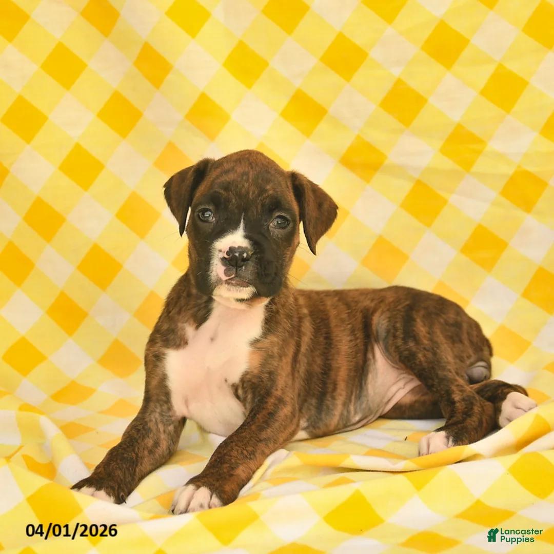 Boxer dogs for sale: Jolene  - Ad 5