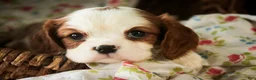 Cavalier King Charles Spaniel dogs for sale: Dandelion - Ad 3