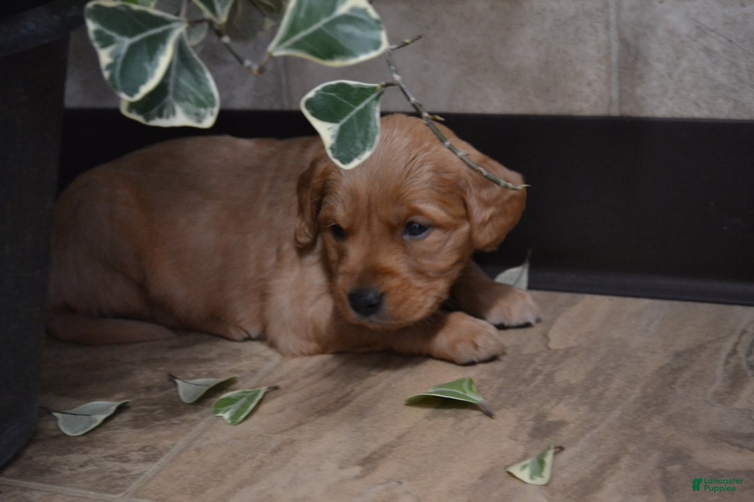 Golden Retriever dogs for sale: Bambi - Ad 1