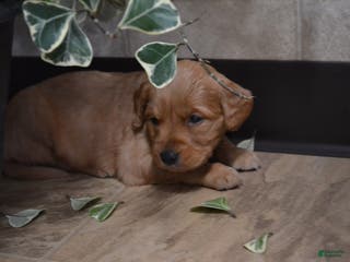 Golden Retriever dogs Bambi - Ad 19