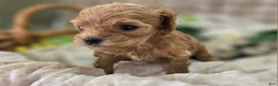 Cockapoo dogs for sale: Girdle - Ad 20