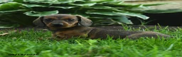 Miniature Dachshund dogs for sale: Fable - Ad 3