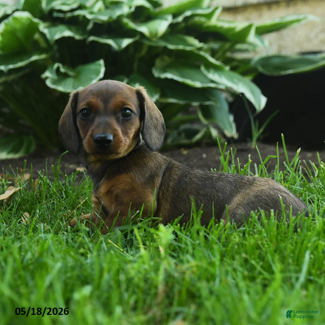 Miniature Dachshund dogs for sale: Fable - Ad 3