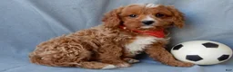 Cavapoo dogs for sale: Thomas - Ad 1
