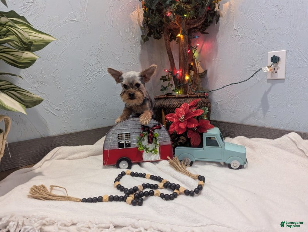 Yorkshire Terrier dogs for sale: Mike - Ad 9