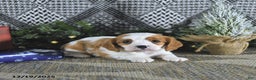 Cavalier King Charles Spaniel dogs for sale: Allie - Ad 3