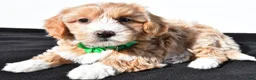 Maltipoo dogs for sale: Molly - Ad 3