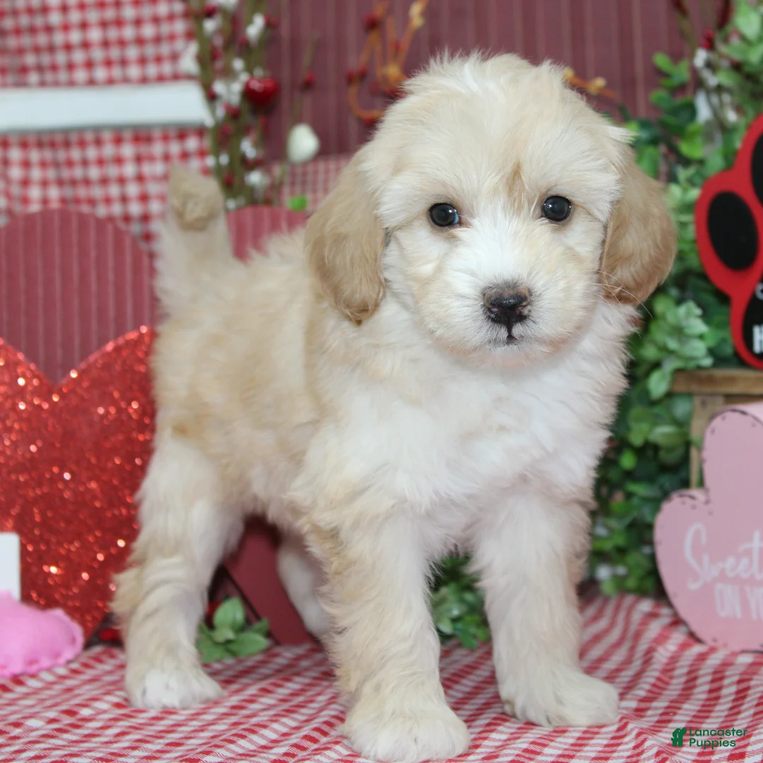 Mixed Breed dogs for sale: Memphis - Ad 2