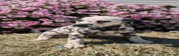 Dalmatian dogs for sale: Callie - Ad 5