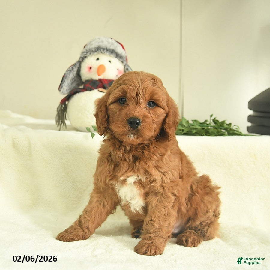 Goldendoodle dogs Duke  - Ad 2