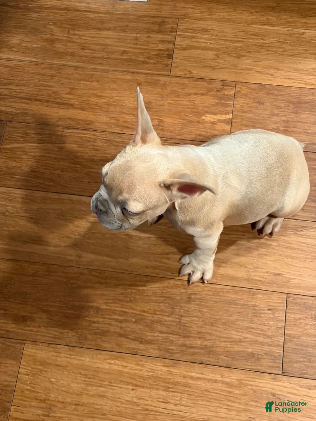 French Bulldog dogs for sale: French Bulldog 1 - Ad 2