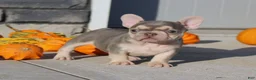 French Bulldog dogs for sale: Pumpkin - Ad 4