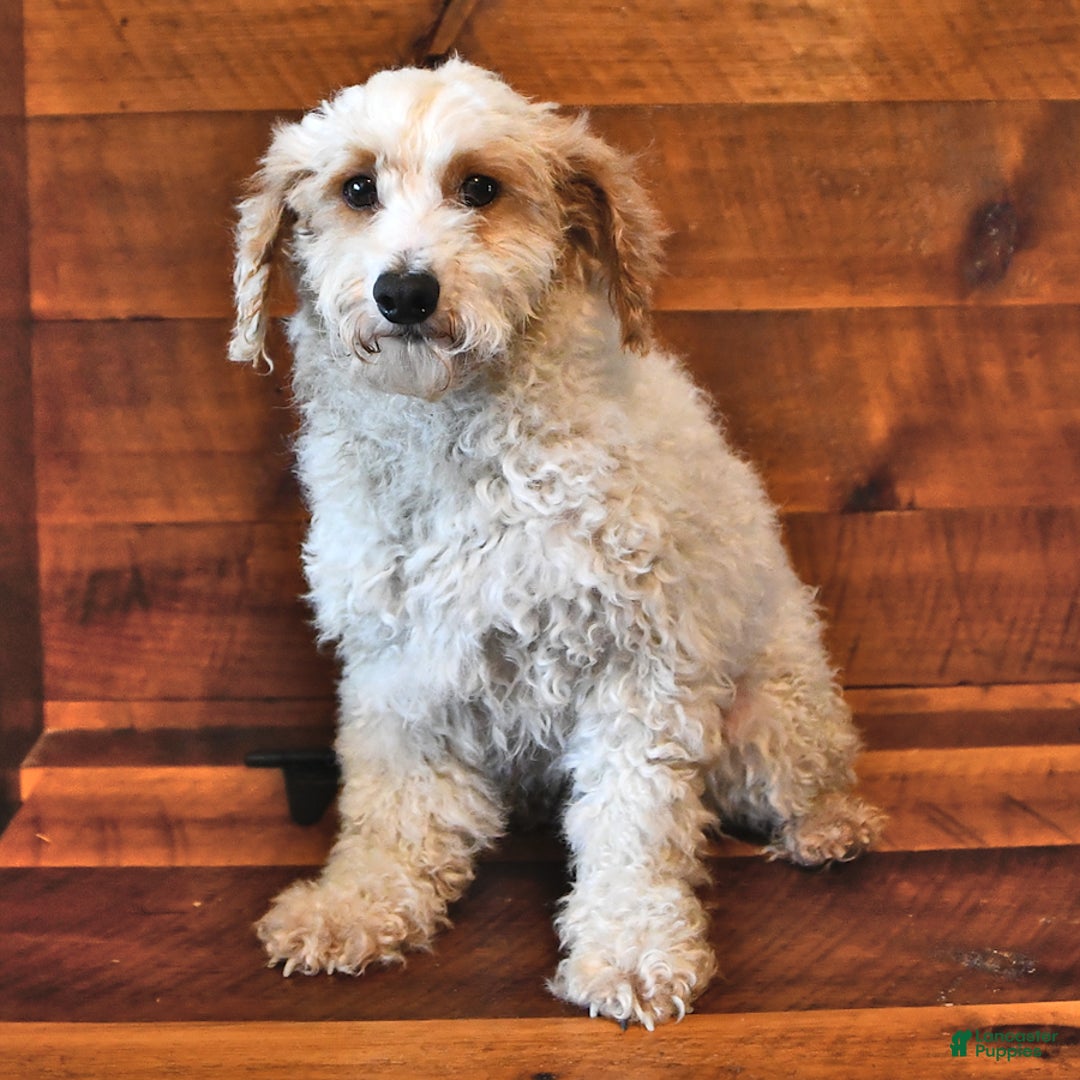 Miniature Poodle dogs for sale: Cotton Ball - Ad 5