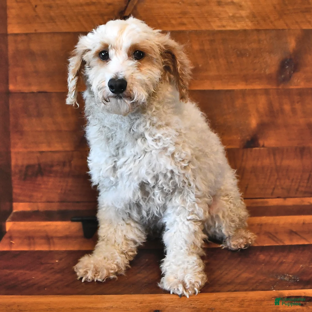 Miniature Poodle dogs for sale: Cotton Ball - Ad 5
