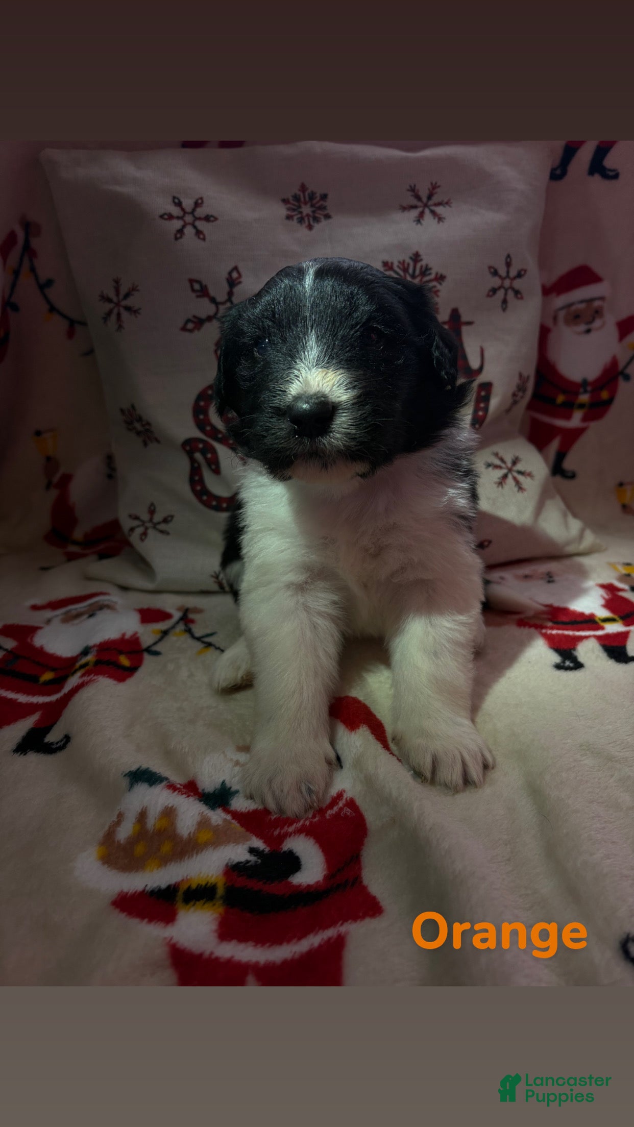Sheepadoodle dogs Clara - Ad 22