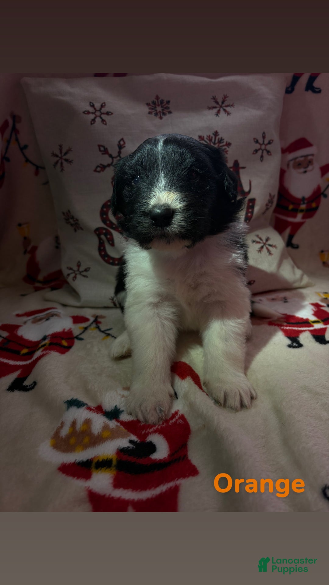 Sheepadoodle dogs for sale: Clara - Ad 1