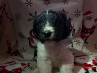 Sheepadoodle dogs Clara - Ad 36