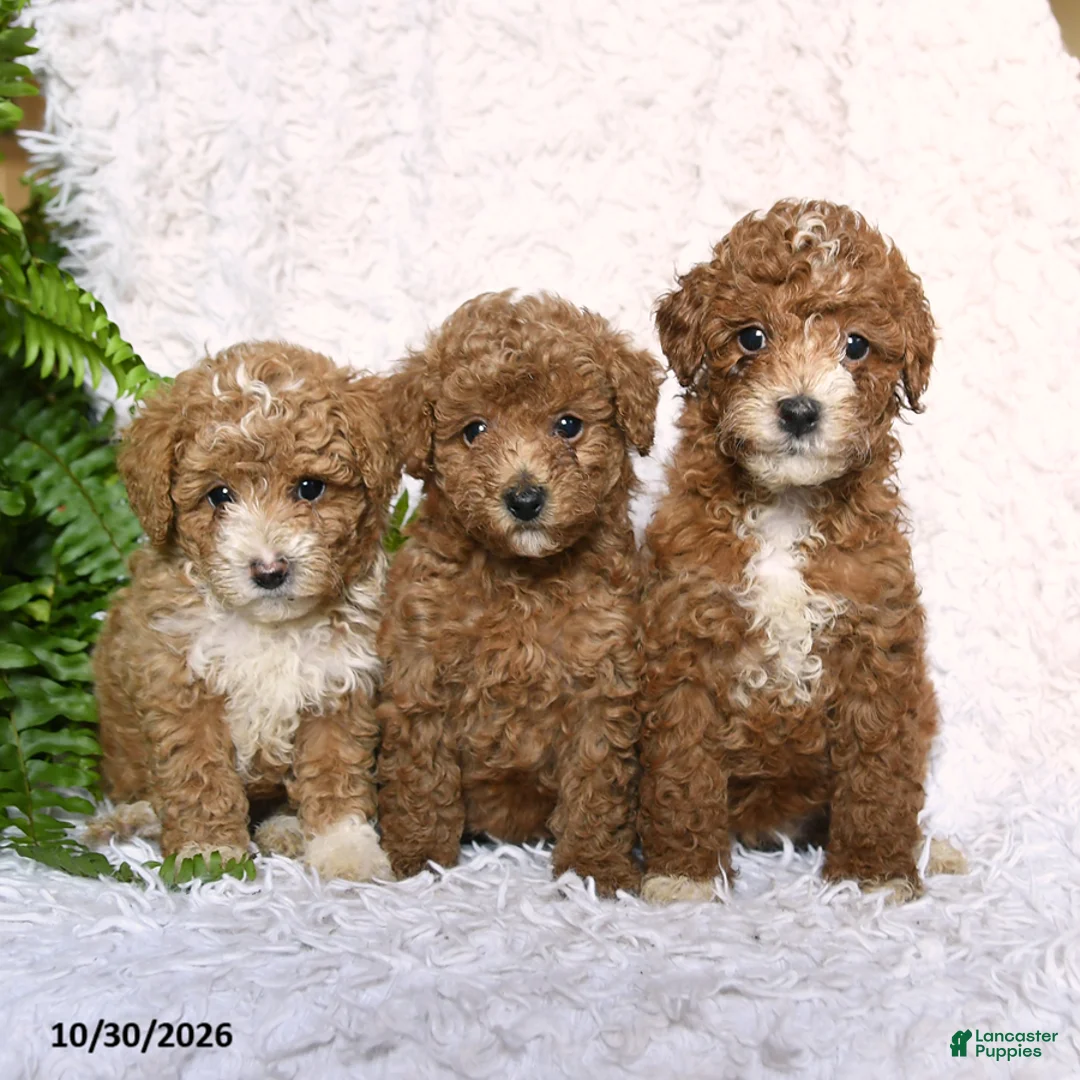 Toy Poodle dogs for sale: Amber - Ad 5