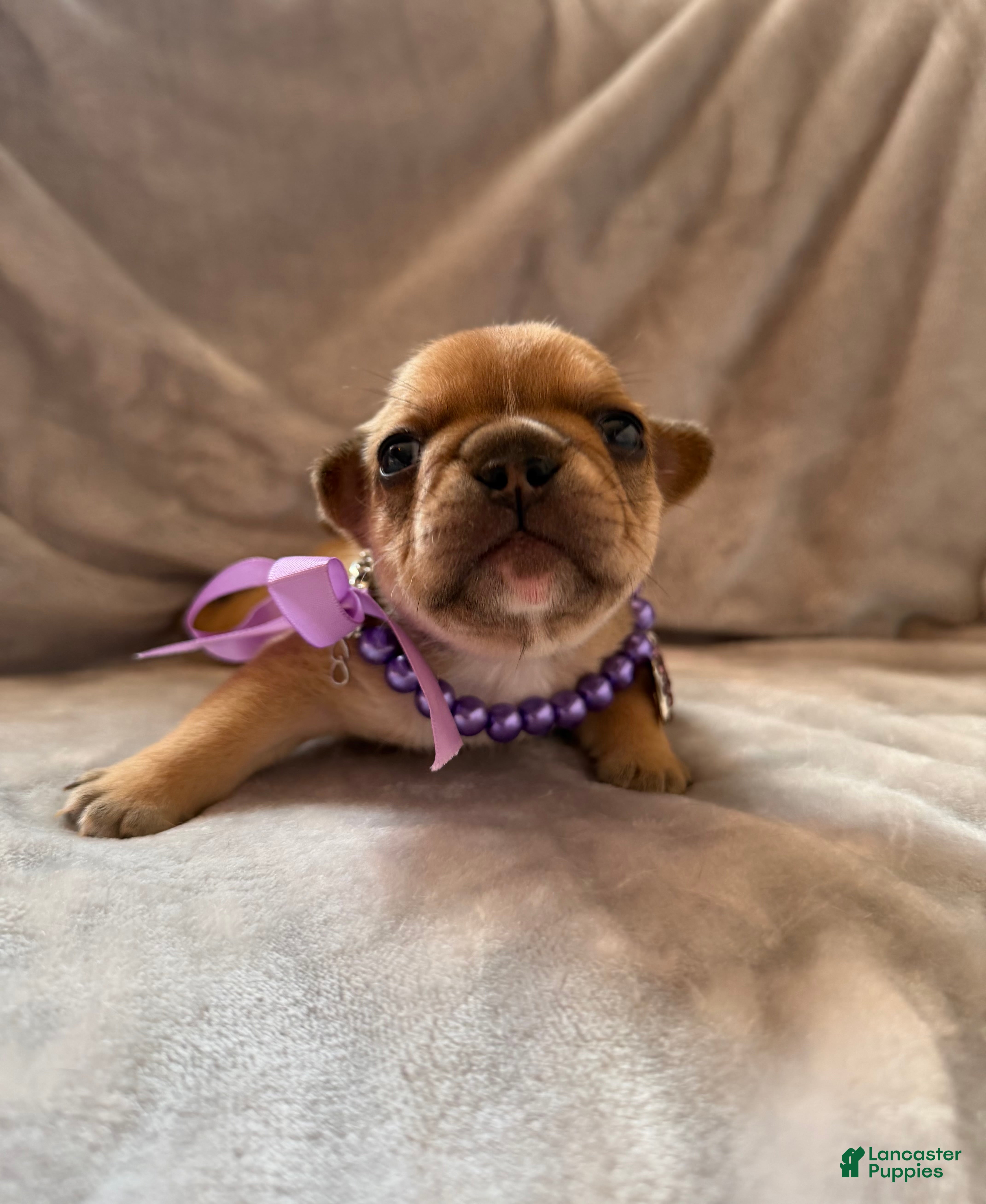 French Bulldog dogs for sale: French Bulldog 4 - Ad 1
