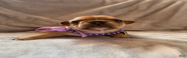 French Bulldog 4
