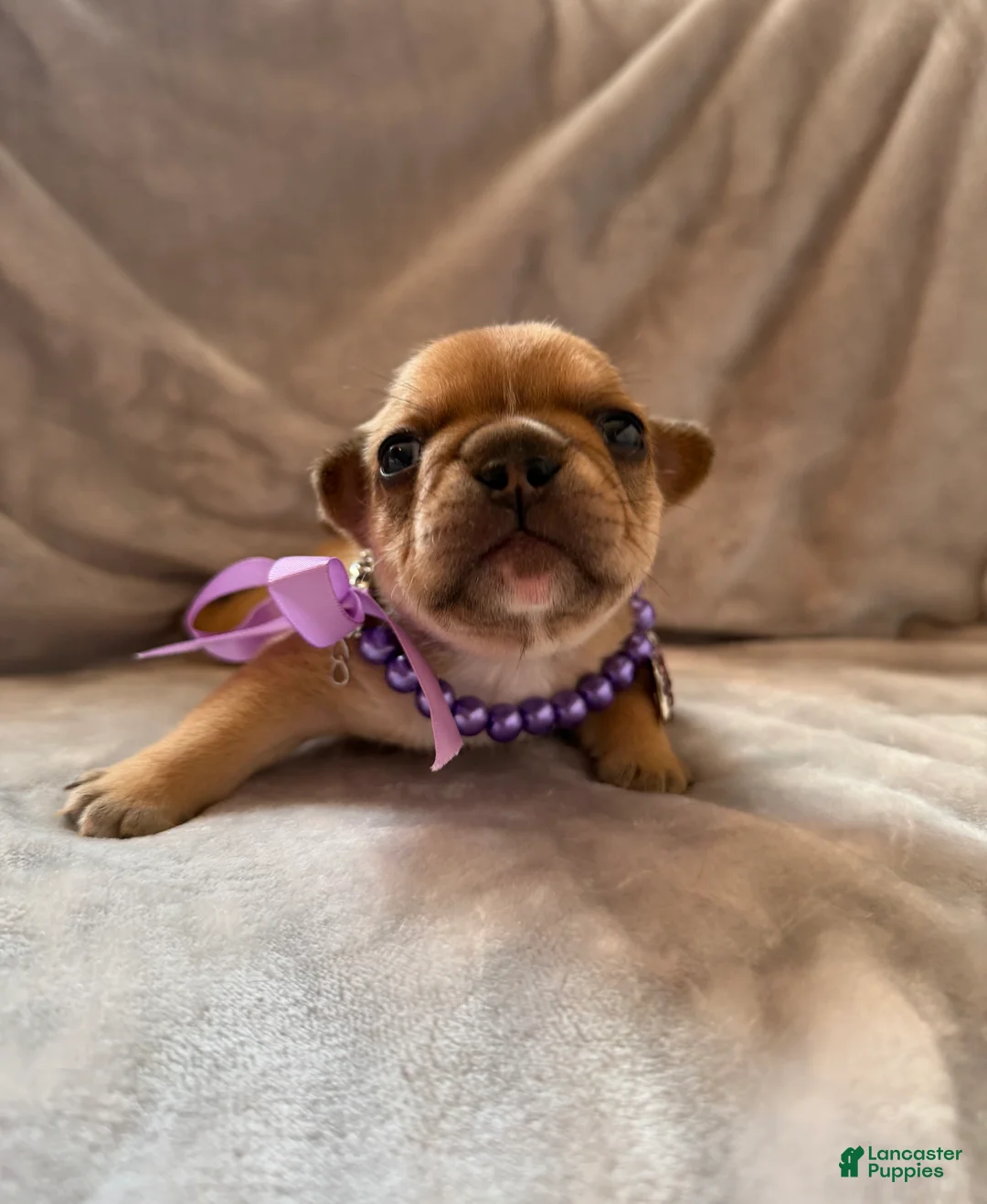 French Bulldog dogs for sale: French Bulldog 4 - Ad 1