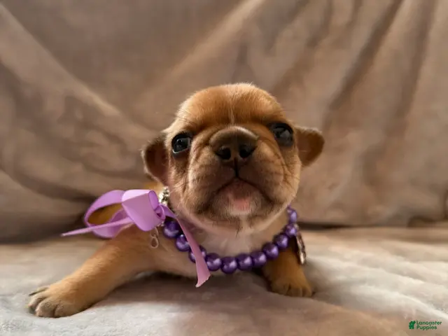 French Bulldog dogs for sale: French Bulldog 4 - Ad 13