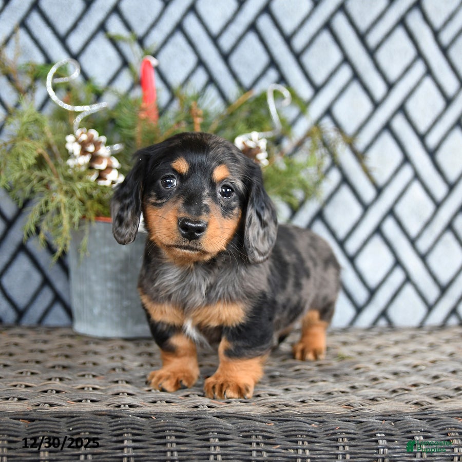 Miniature Dachshund dogs Todd - Ad 40