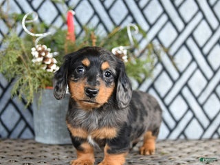 Miniature Dachshund dogs Todd - Ad 40