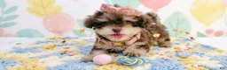 Maltipoo dogs for sale: BABY - Ad 3