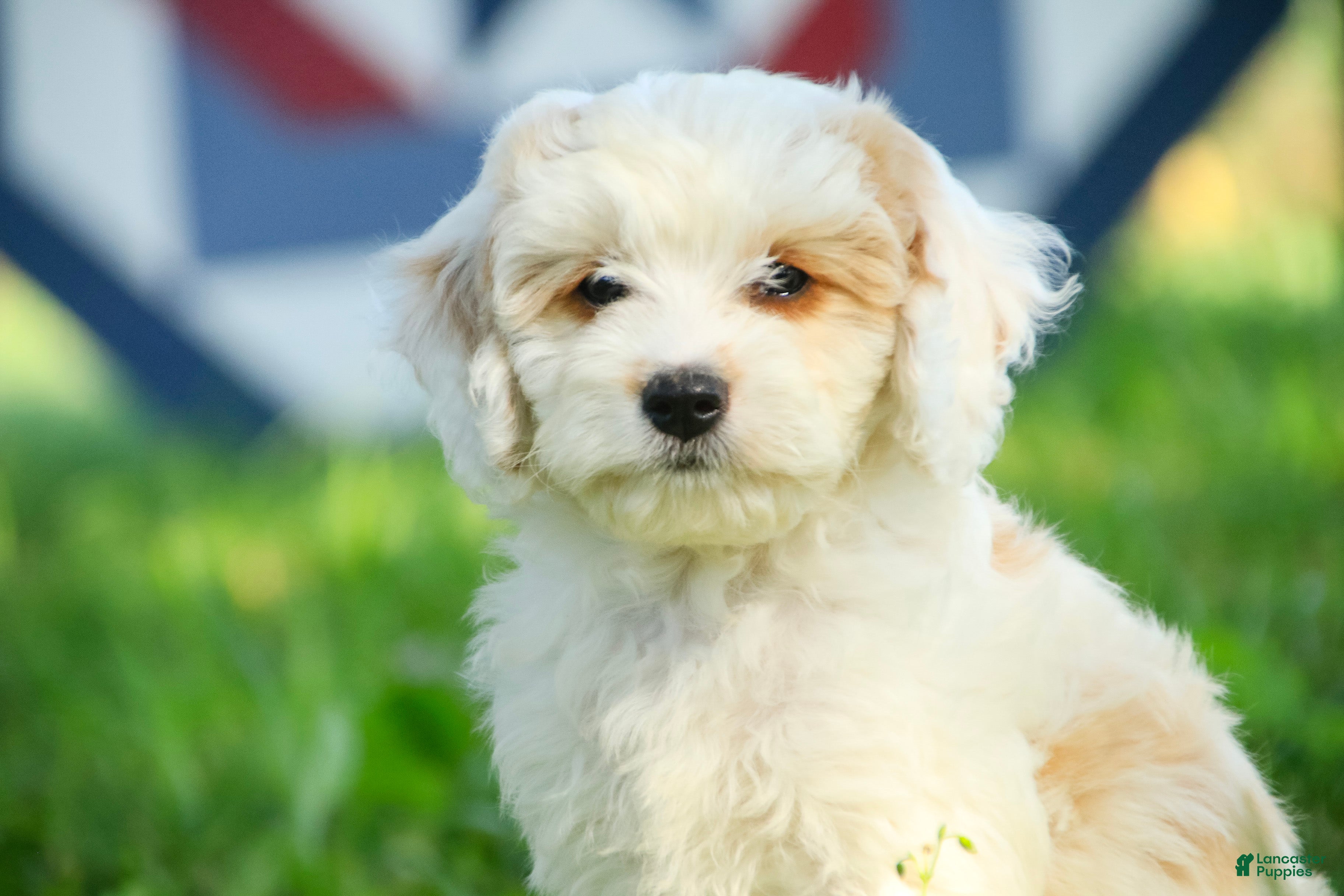 Mixed Breed dogs Gnome Munchkin Bernedoodle - Ad 1