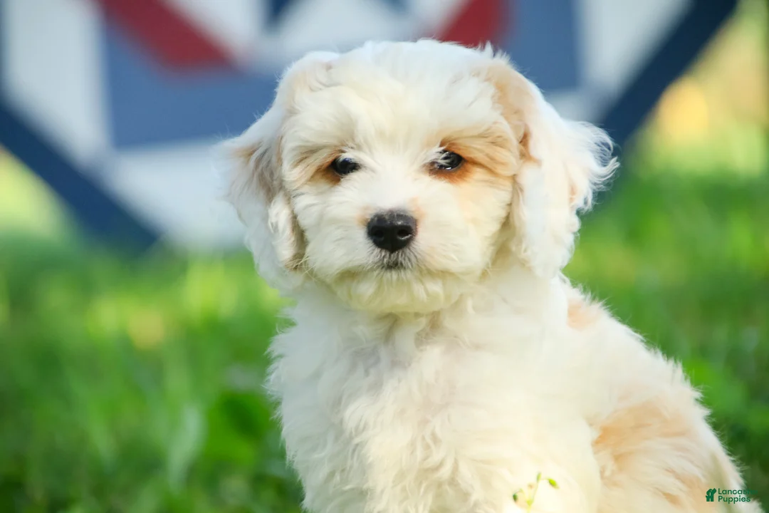 Mixed Breed dogs for sale: Gnome Munchkin Bernedoodle - Ad 1