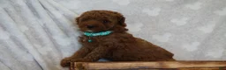 Miniature Poodle dogs for sale: Fiana - Ad 4