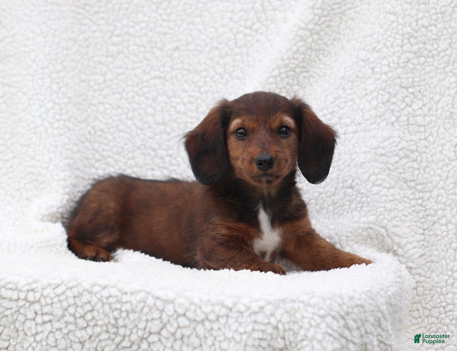 Miniature Dachshund dogs Petunia - Ad 2