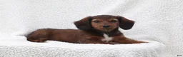 Miniature Dachshund dogs for sale: Petunia - Ad 2