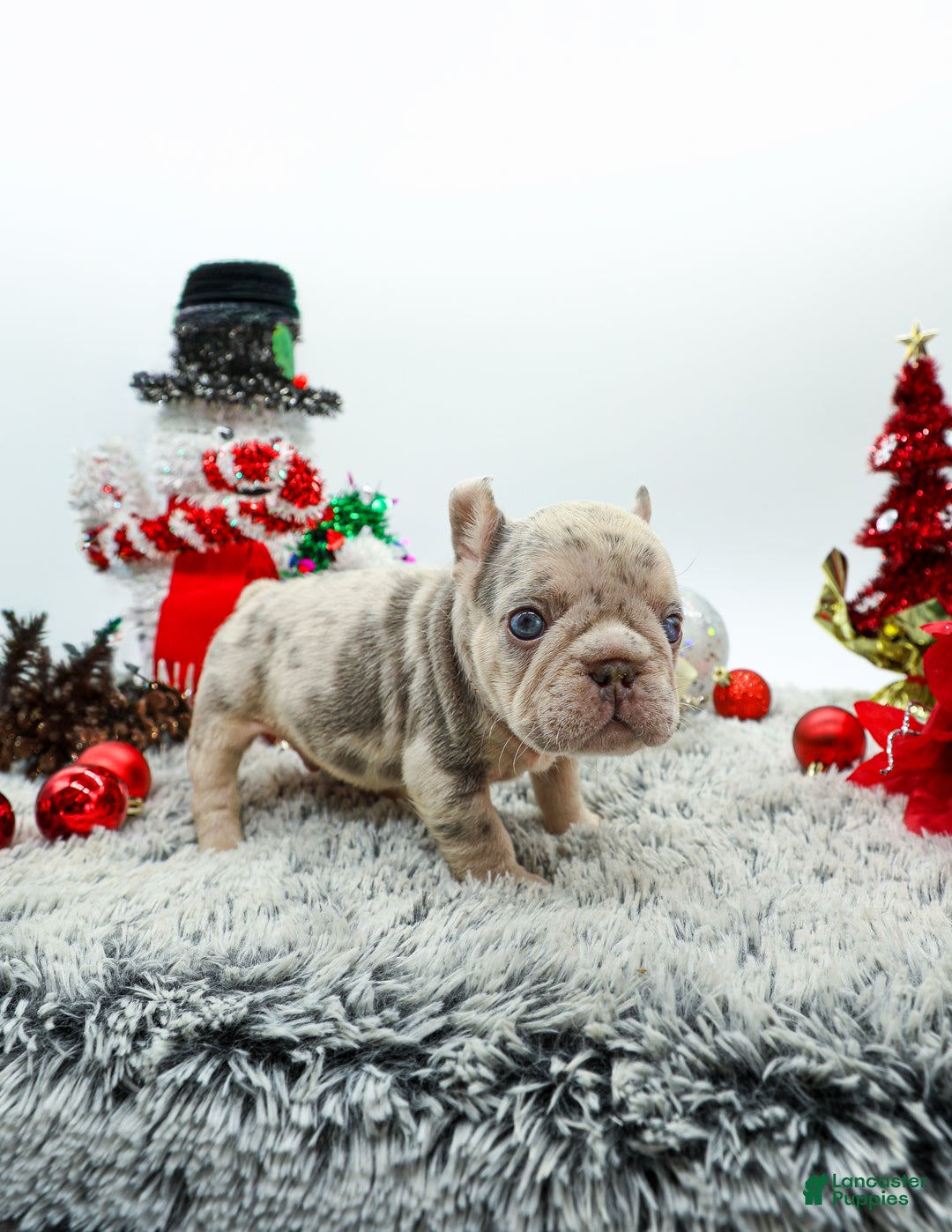French Bulldog dogs for sale: Bank Roll - Ad 4