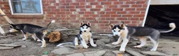 Siberian Husky dogs for sale: Siberian Husky Puppy 1 - Ad 5