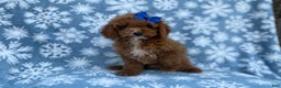 Cockapoo dogs for sale: Candycane - Ad 5