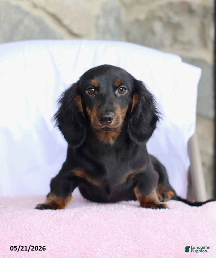 Dachshund dogs Peanut - Ad 2