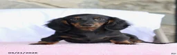 Dachshund dogs for sale: Peanut - Ad 2