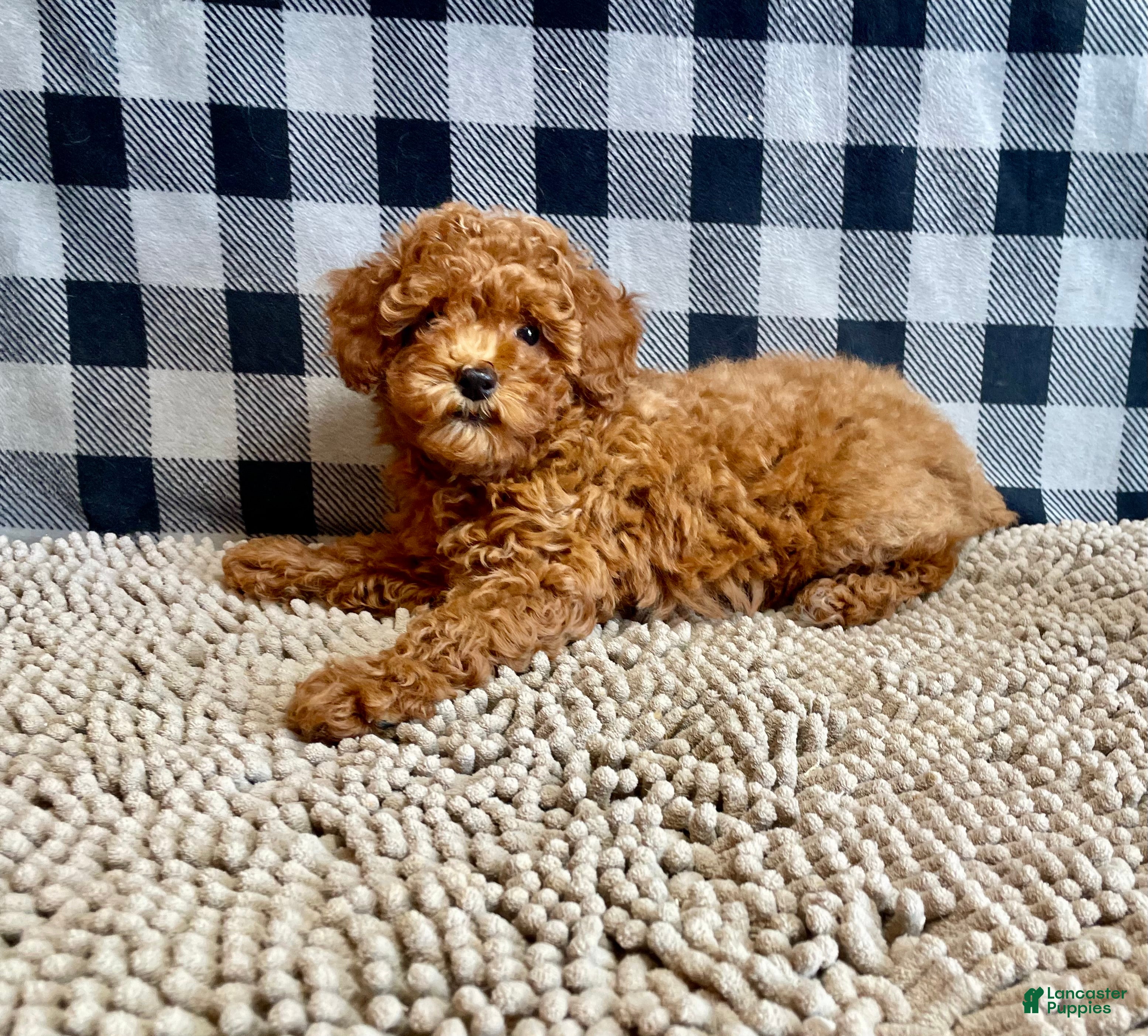 Miniature Poodle dogs Nola - Ad 2