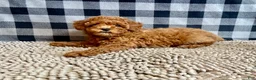 Miniature Poodle dogs for sale: Nola - Ad 2
