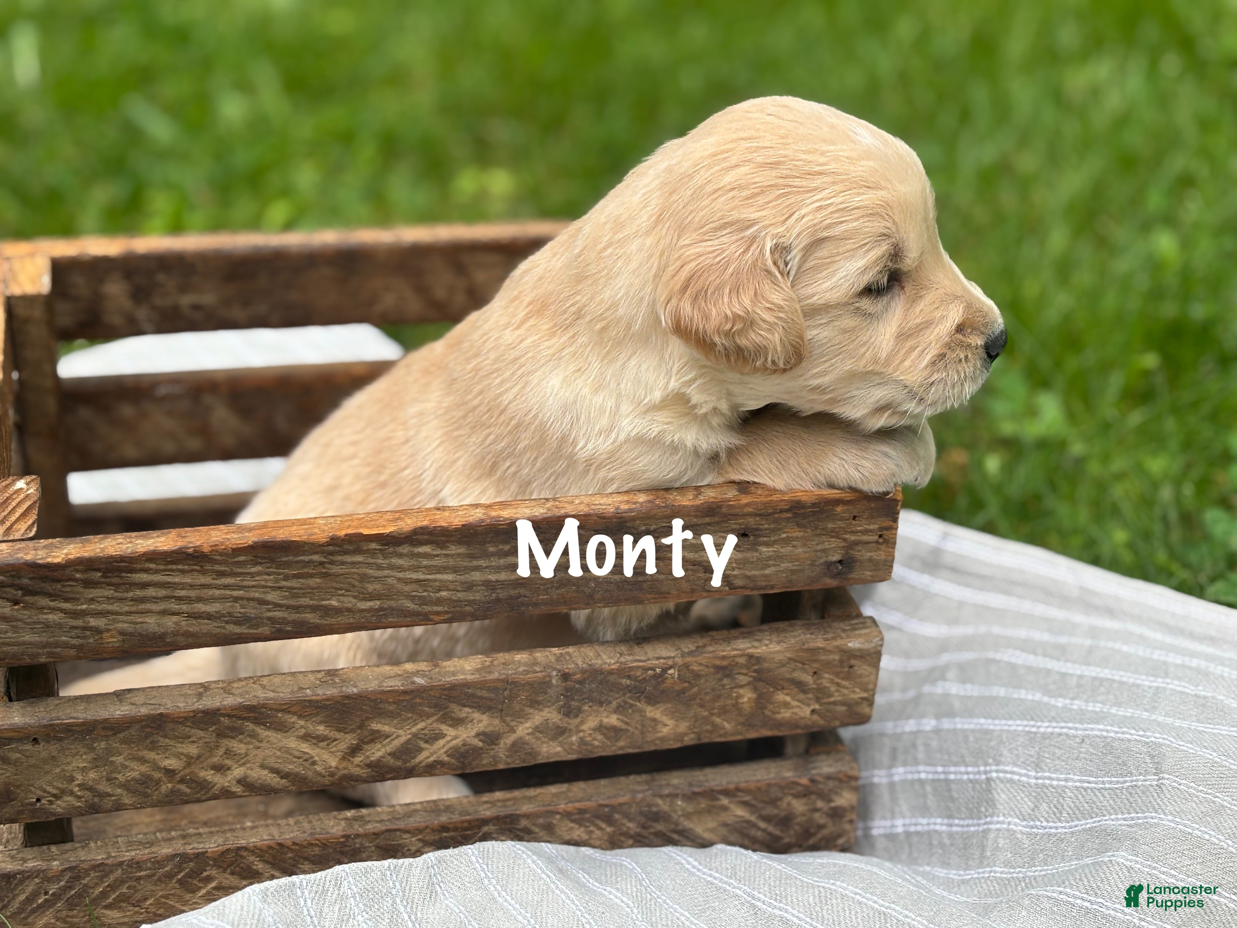 Golden Retriever dogs Monty - Ad 1
