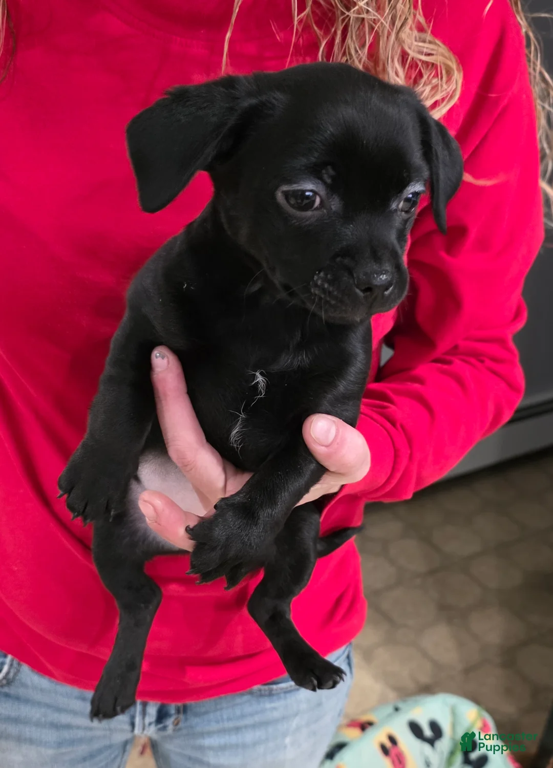 Chihuahua dogs for sale: Chihuahua Puppy 2 - Ad 3