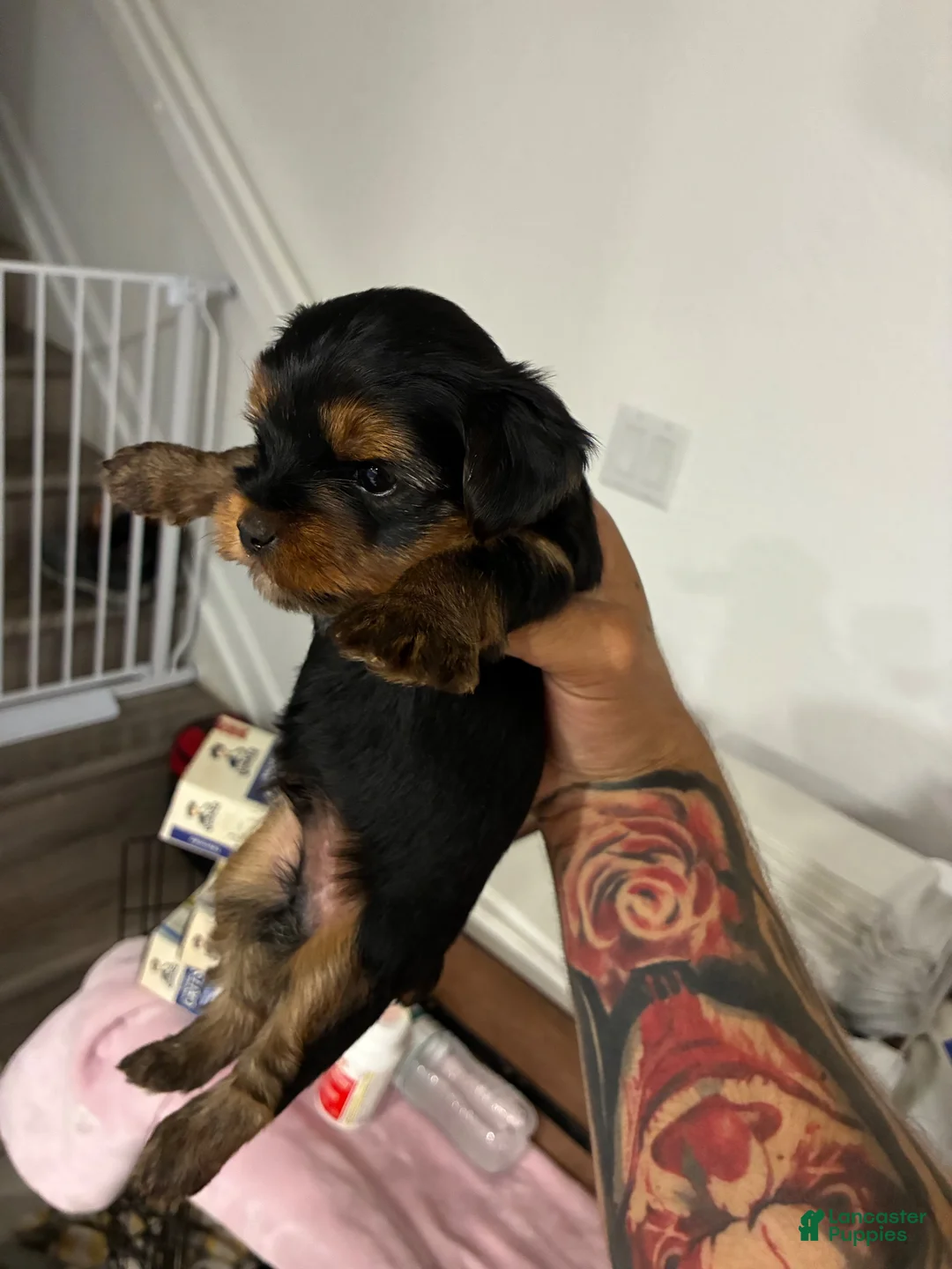 Yorkshire Terrier dogs for sale: Yorkshire Terrier 2 - Ad 1