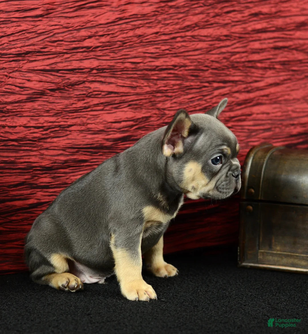 French Bulldog dogs for sale: Jax - Ad 1